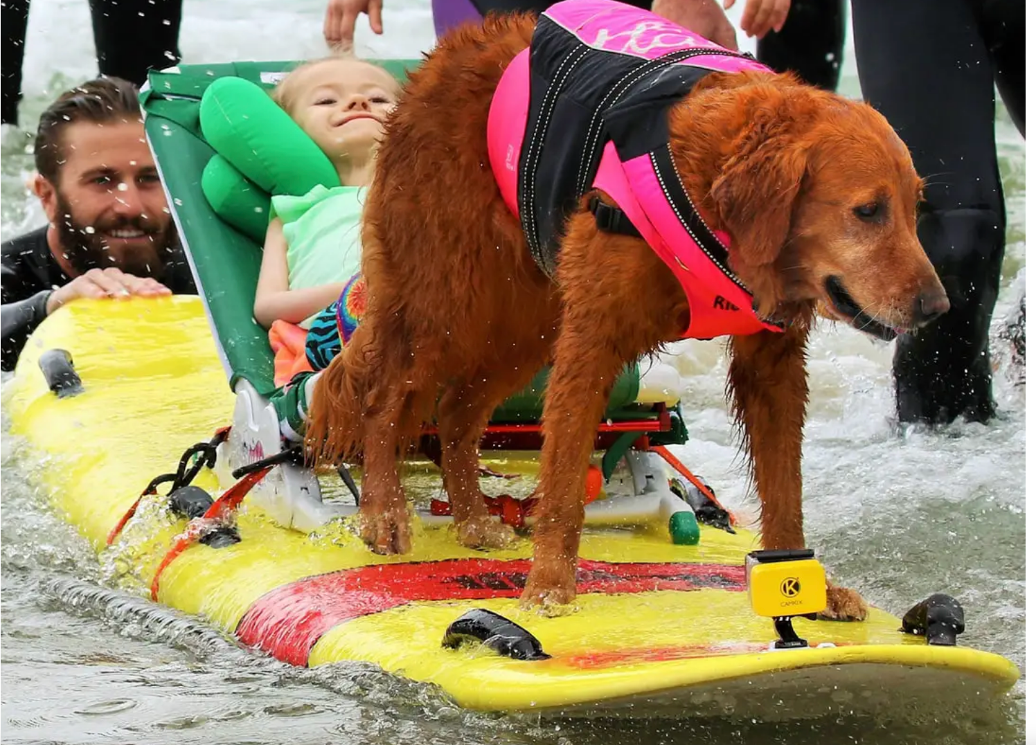 Ricochet Surf Dog