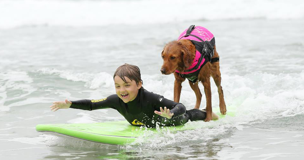 Ricochet Surf Dog