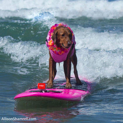 Ricochet Surf Dog